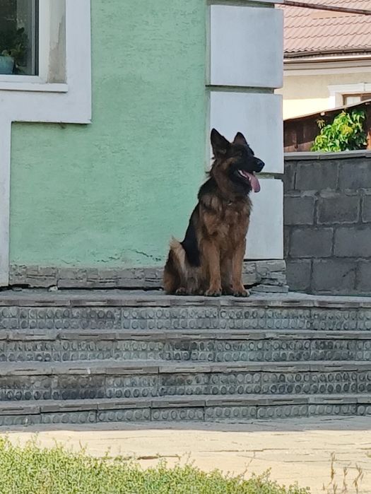 Щенок  немецкой  овчарки.