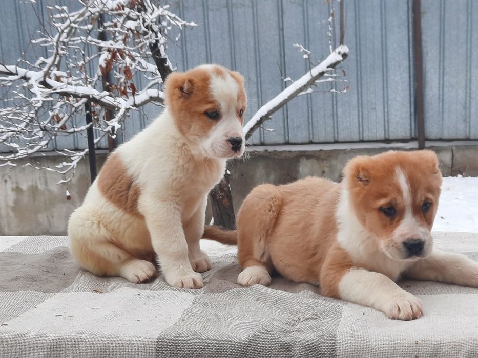 Щенки САО Алабая