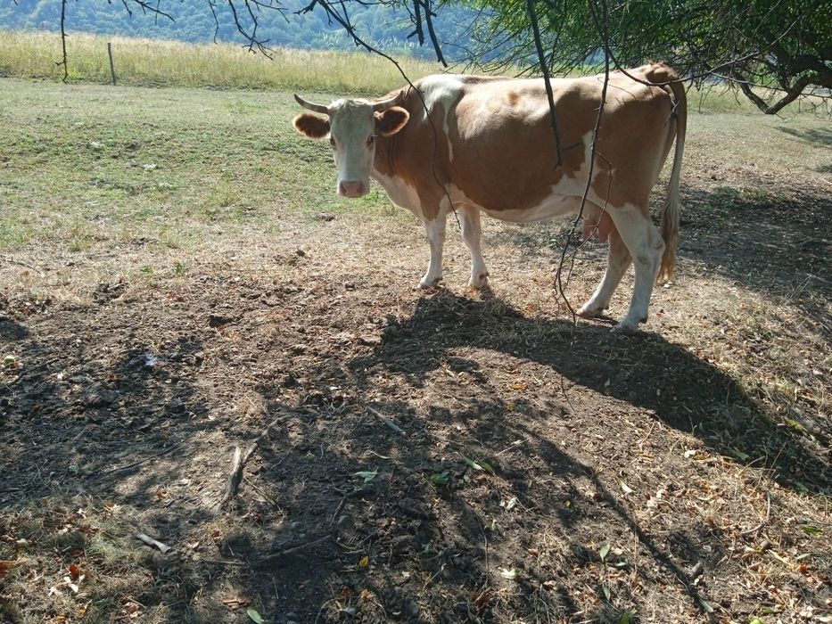 Vănd vacă și junincă
