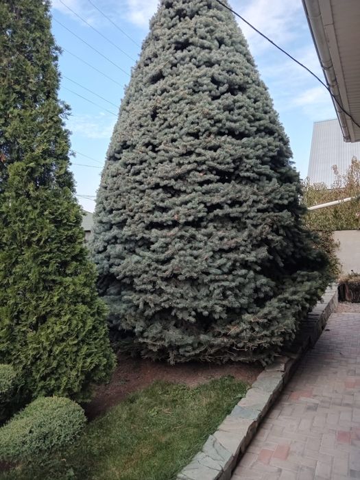 Продам голубую ель