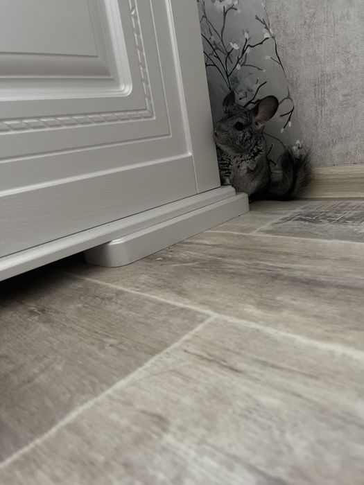 Продам шиншиллу с клеткой