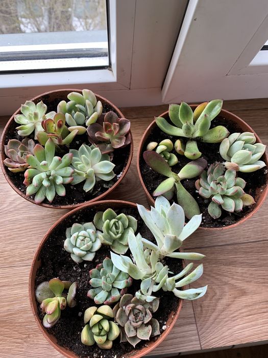 Уникальные цветы