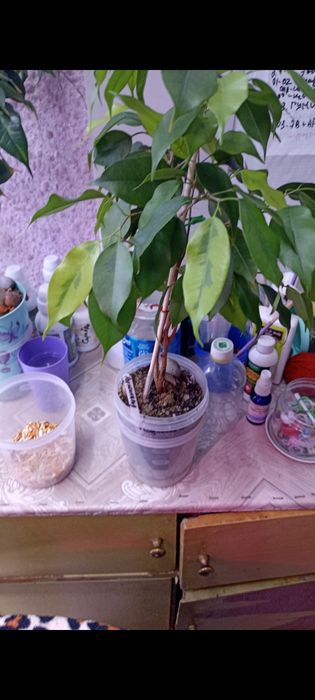 Продаются комнатные цветы