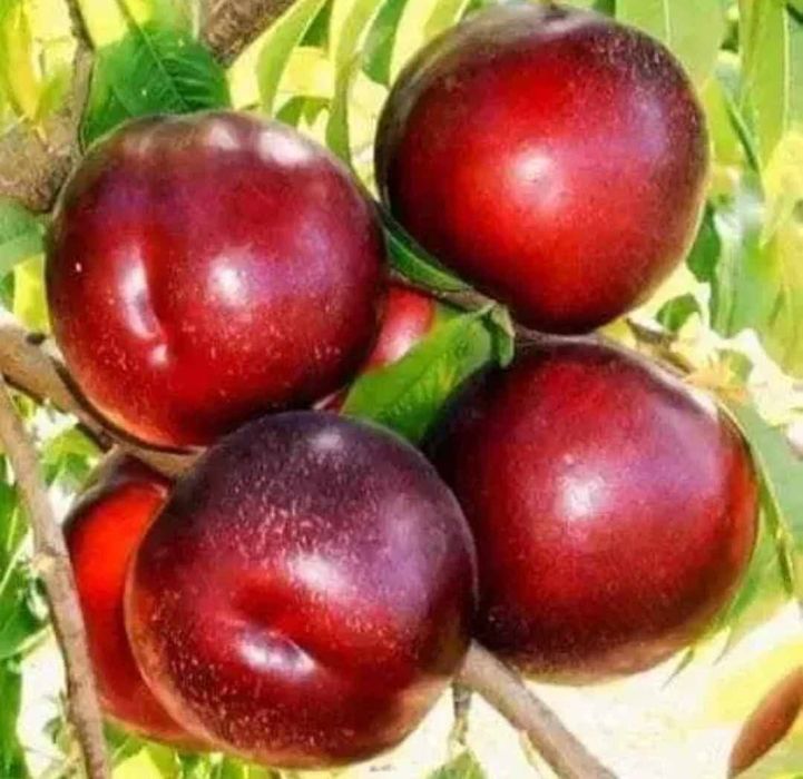 Pomi fructiferi ;mar par cais cires visin gutui nectarin piersic prun