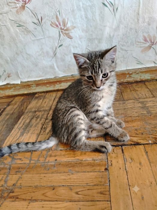 Котята бесплатно