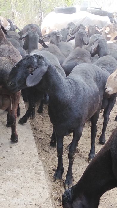 Продам кисарски токты кошкар