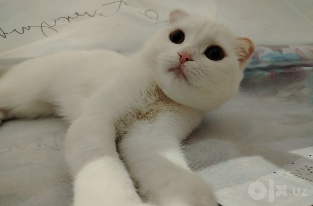 Продаётся вислоухая белая кошка