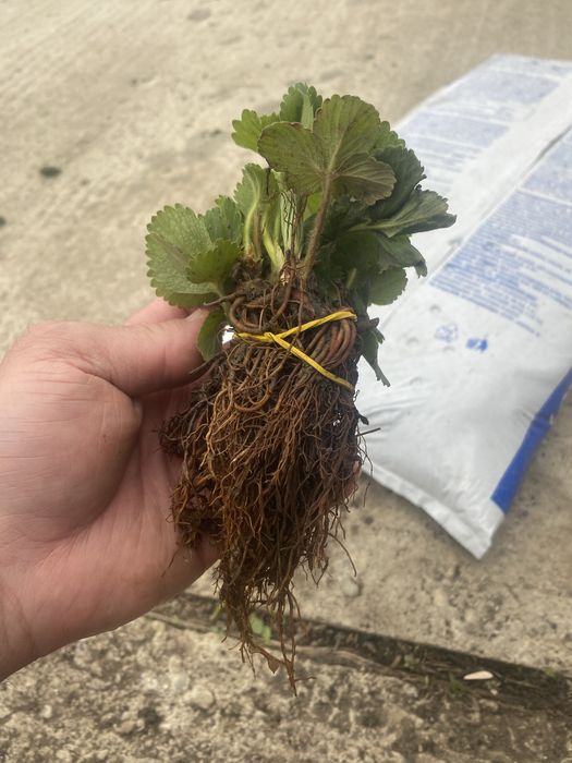 Vand  stoloni de căpsuni la ghiveci si la legatoare.
