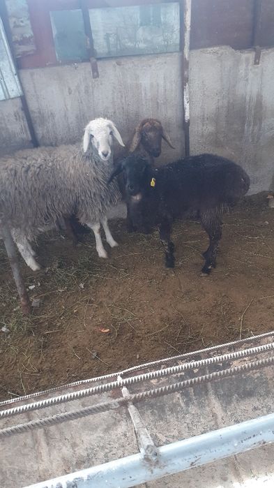 Қой сатылыды семіз тоқты