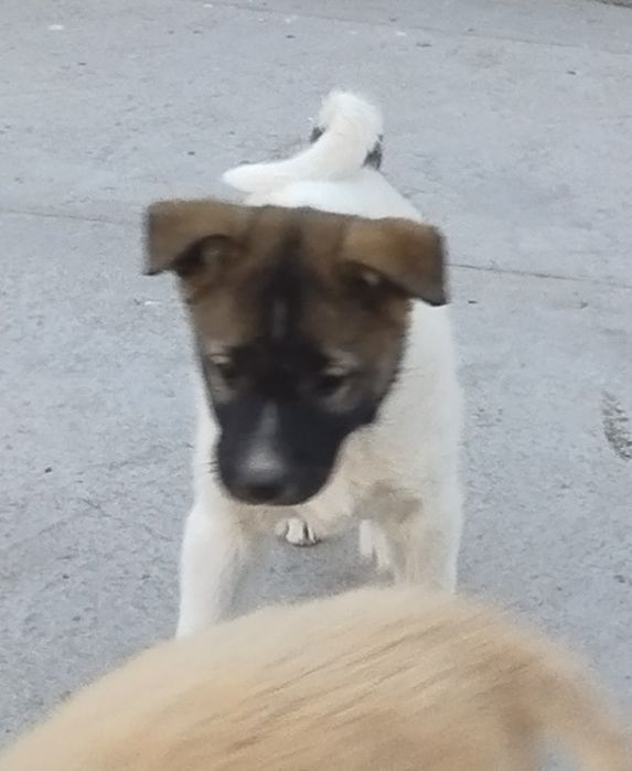 Продаётся щенок породы лайка (девочка)