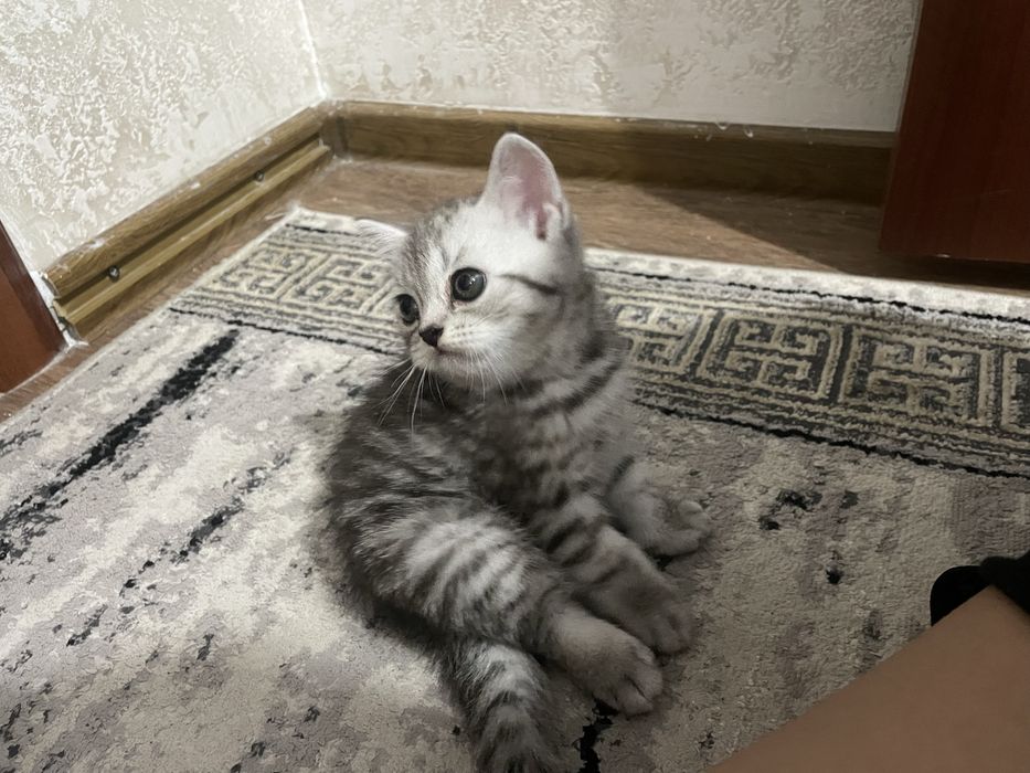 Продам Котенок скоттиш страйт