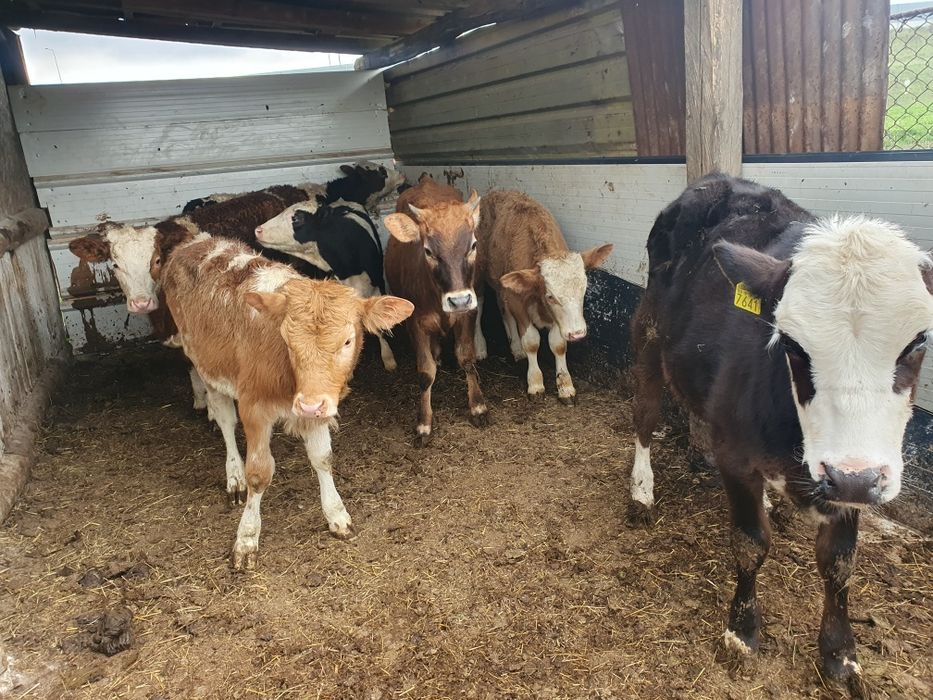 Vand vitele baltate si 1 angus