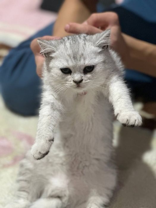 Britanskiy shinshilla va Britanskiy skottish strayt
31-mayda tug’ilgan