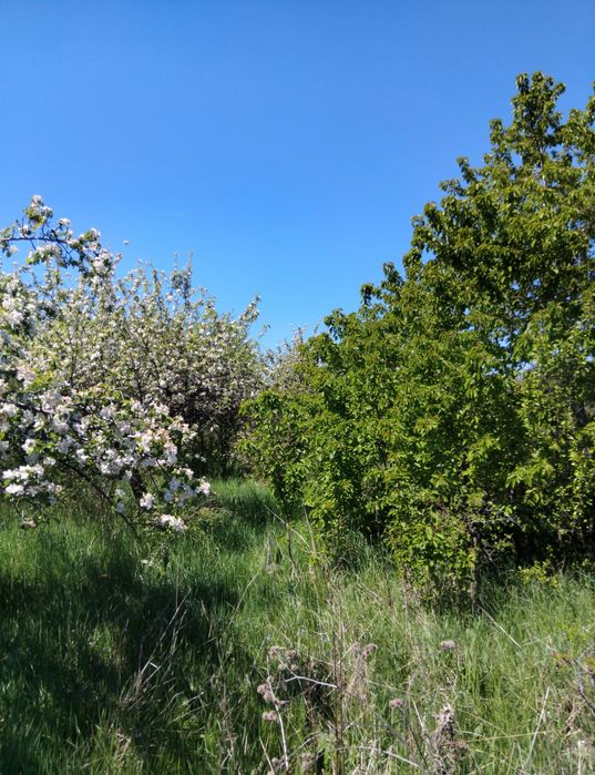 Продава се Парцел в Сапарева баня - 960 кв.м за 40 €/кв.м - Снимка #5