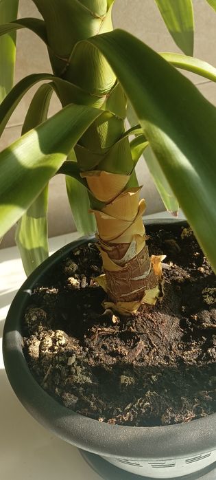 Палма Юка, отлично състояние. Височина 96см.