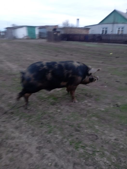 Продам кабана  на племя