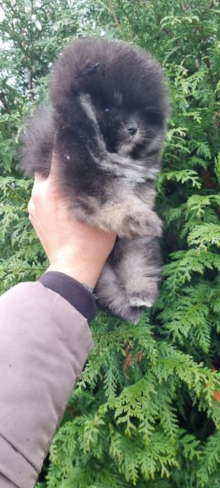 Померан померанче