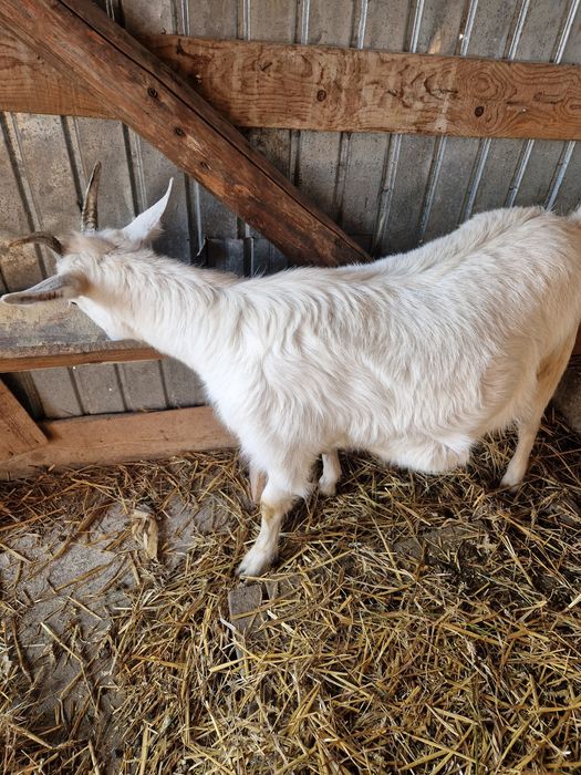 Vând capra la prima fatare