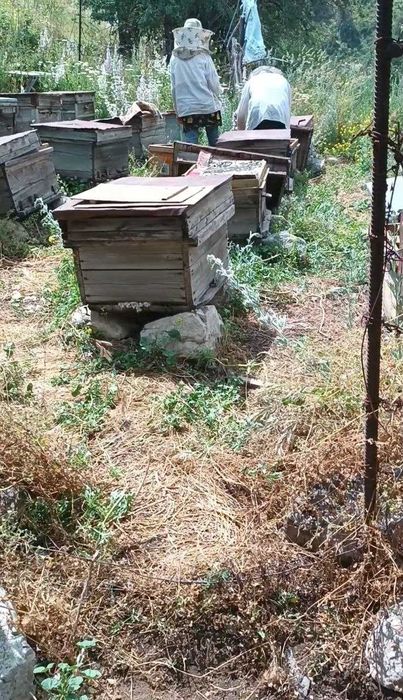 Мёд с Испайсой, высокогорный, разнотравье. Испайсой шифобахш асали.