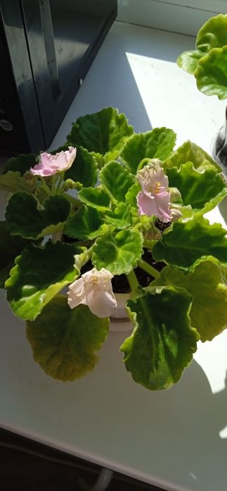 Аглаонема цветущая