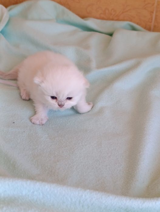 British Longhair  fetite.