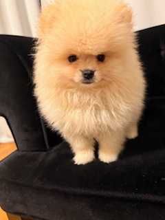 Pomeranian superb cu pedigree!
