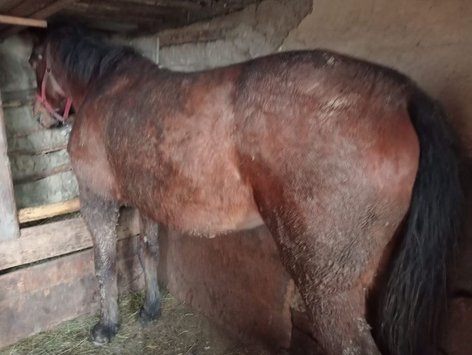 Iapă de vânzare  merge  la hlube în unu cât și în doi