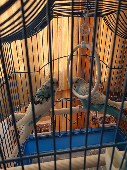 Папугай сатылады.