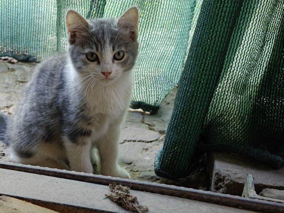 Котость 2 котенка