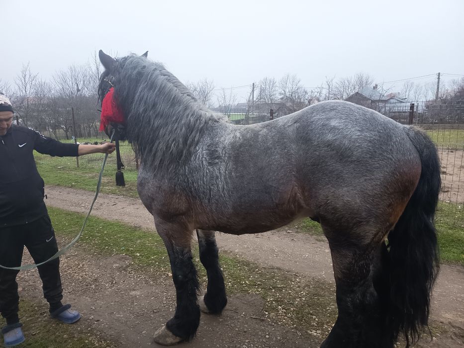 Vând armăsar  vârstă 3_4 ani