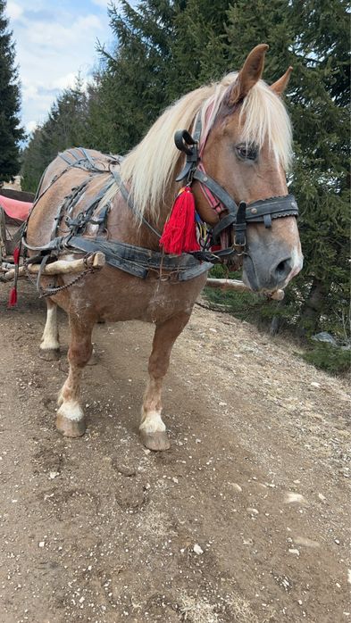 De vânzare mânză de un an