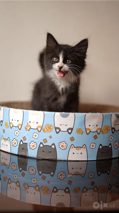 Четыре пушистых котёнка ищут дом,!Ташкент!