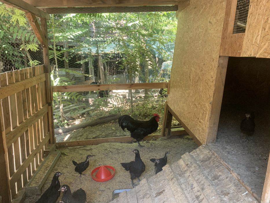 Cocos Australorp - 2025