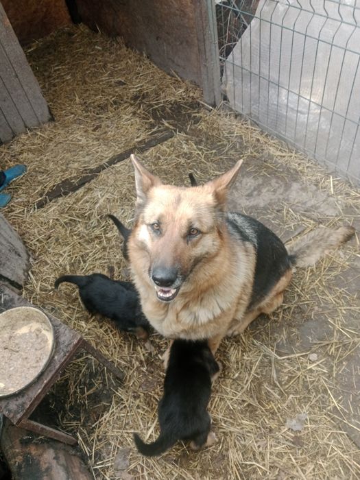 Немецкой овчарки