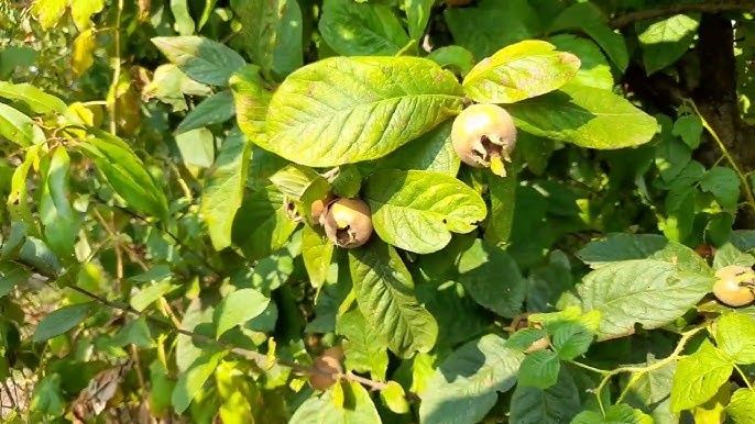 Pomi Fructiferi Deosebiți (Mosmon )