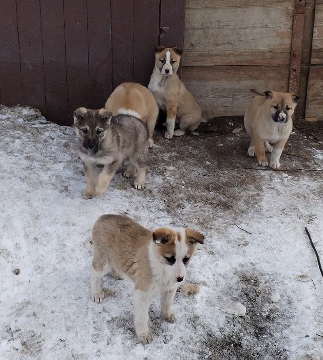 Отдам щенят бесплатно