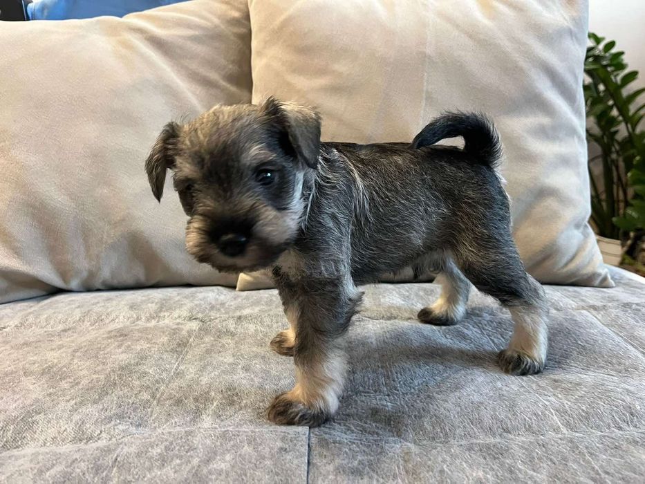 Мини шнауцер / цверг шнауцер