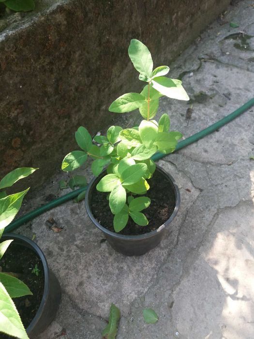 Лоницера Камчатика - Майска Боровинка