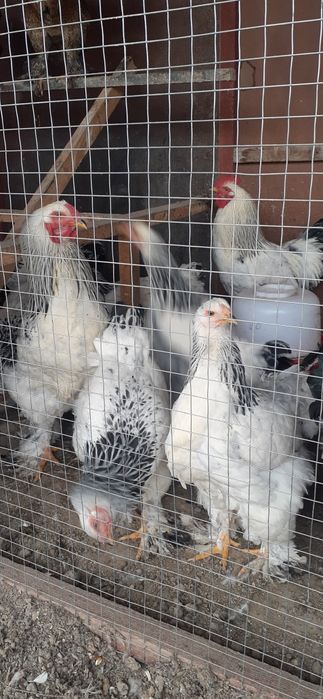 BRAMA zotli xo‘rozlar. птицы Брама порода