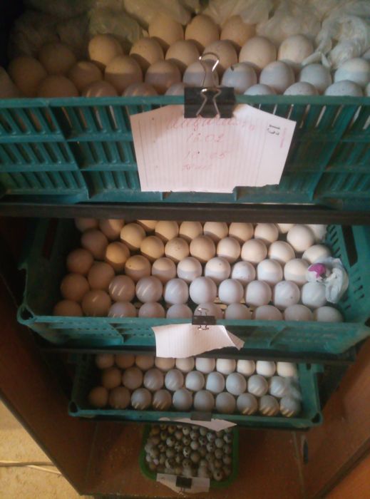 Инкубационное яйцо индейки