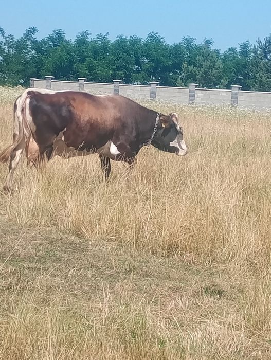Vând vaca bine îngrijită