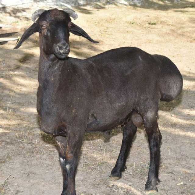 Qo'chqorlar va qassob xizmati