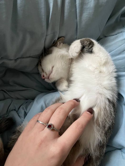 Кошка девочка бесплатно