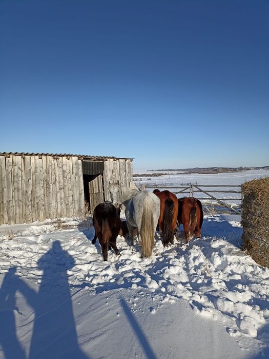 Сельхозживотные. Лошади