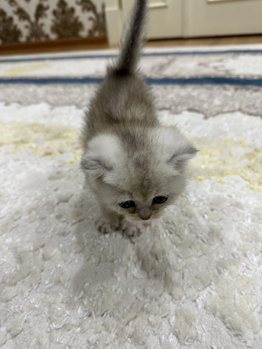чистокровный вислоухий котенок Скотиш фолд Skotish fold