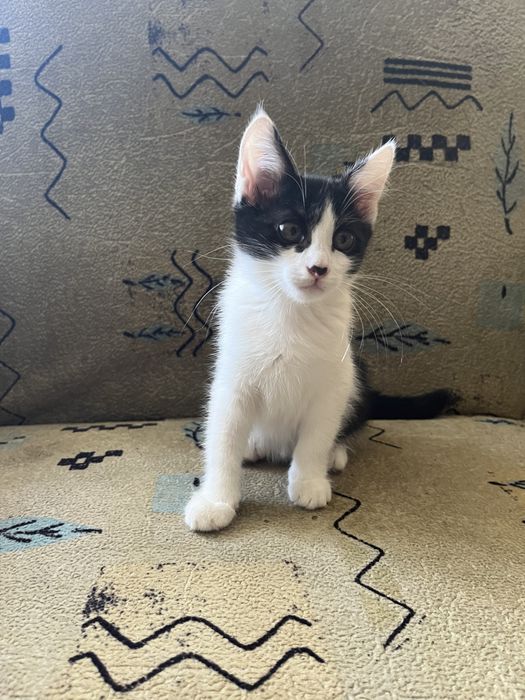 Кошека бесплатно