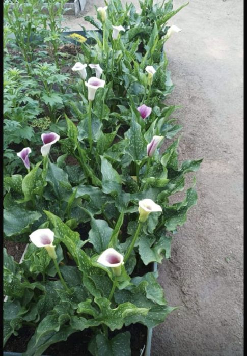 Продам саженцы Каллы