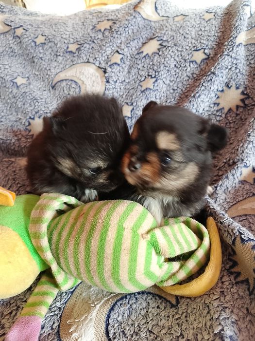 Шпици. Щенки бронь