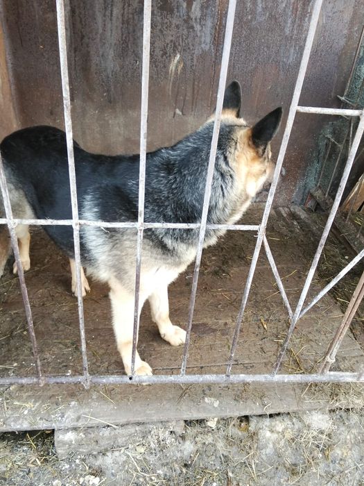 Продам щенков вео 3 кабеля две сучки