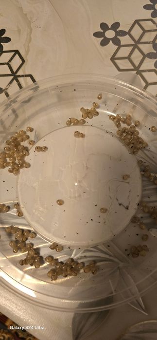 Улитка боллари ва тухуми